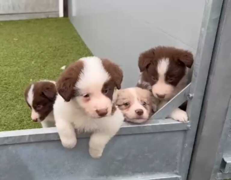 Border collie nestje 