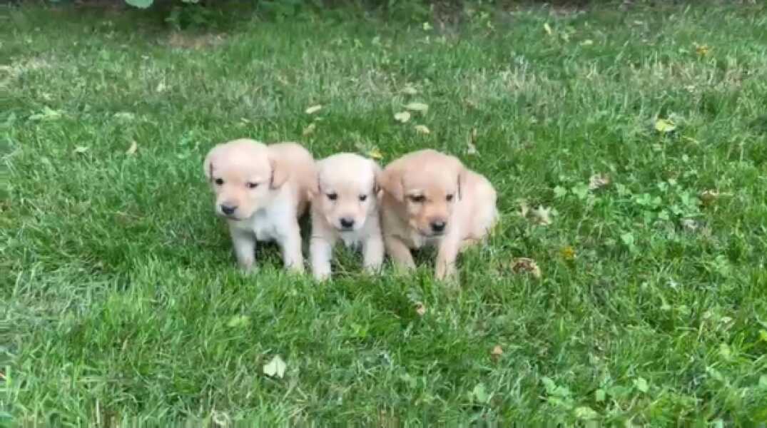 Labrador nestje 