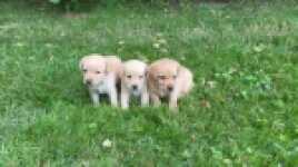 Labrador nestje 