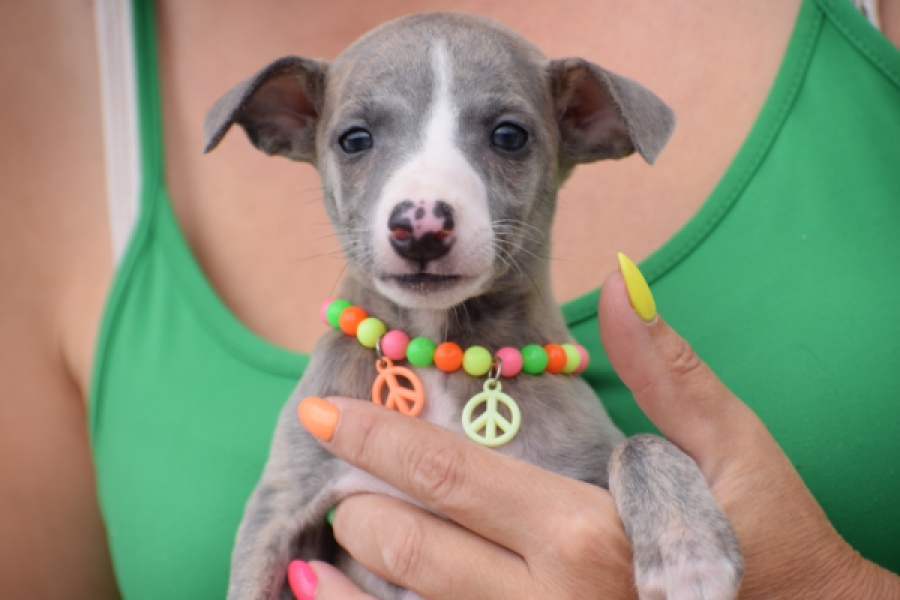 Whippet (reu) 82168