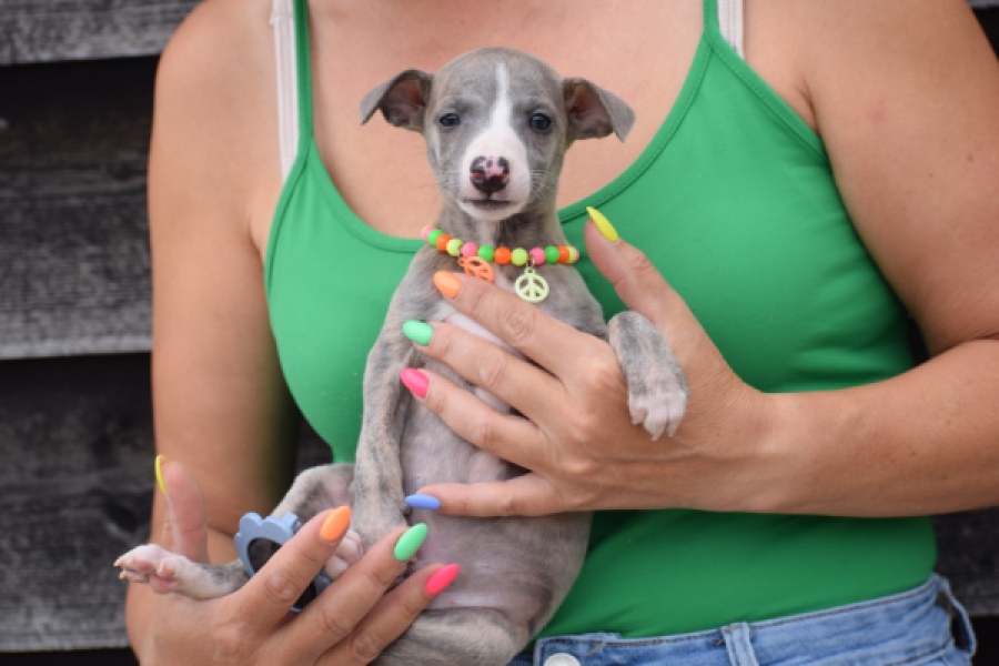 Whippet (reu) 82168