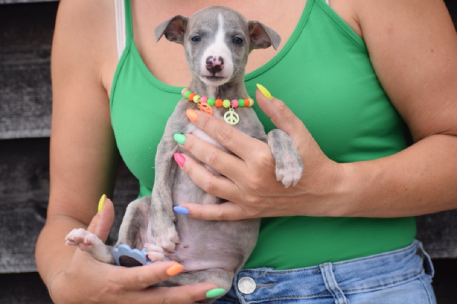 Whippet (reu) 82168