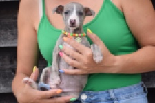 Whippet (reu) 82168