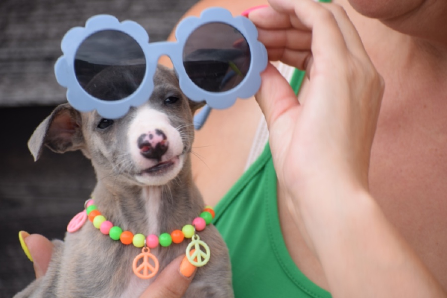Whippet (reu) 82168