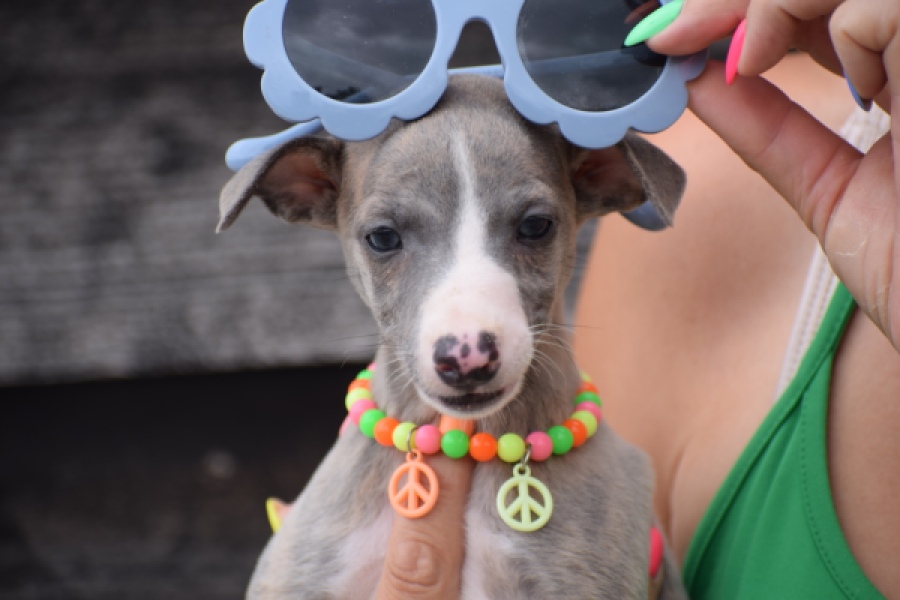 Whippet (reu) 82168
