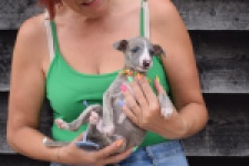 Whippet (reu) 82168