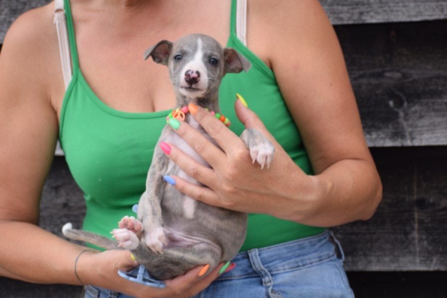 Whippet (reu) 82168