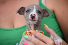 Whippet (reu) 82168