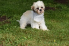 Shih Tzu (reu) 06089