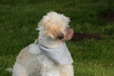 Shih Tzu (reu) 06089