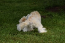 Shih Tzu (reu) 06089