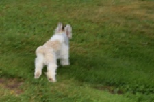Shih Tzu (reu) 06089
