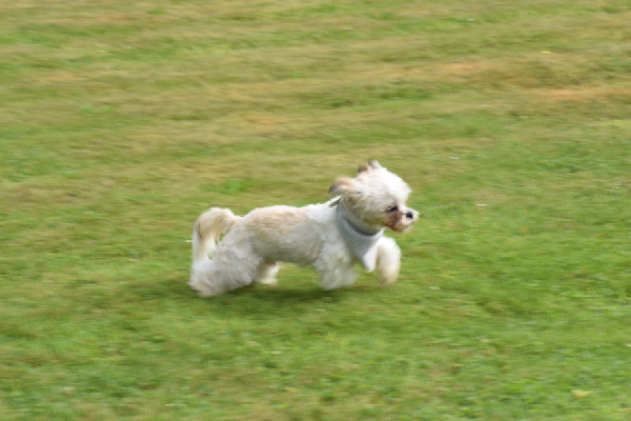 Shih Tzu (reu) 06089