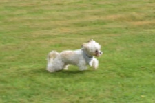 Shih Tzu (reu) 06089
