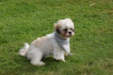 Shih Tzu (reu) 06089
