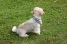 Shih Tzu (reu) 06089
