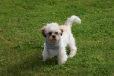 Shih Tzu (reu) 06089