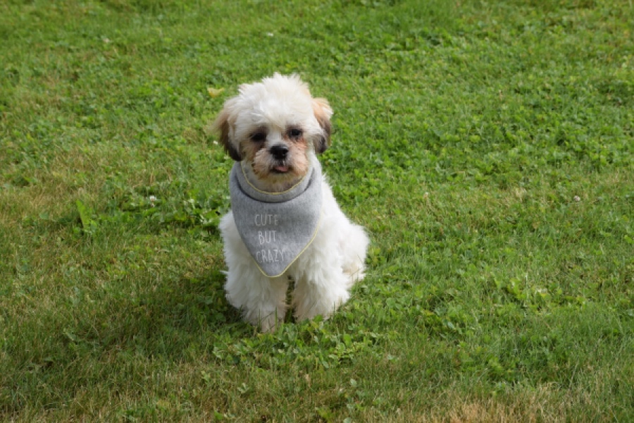 Shih Tzu (reu) 06089