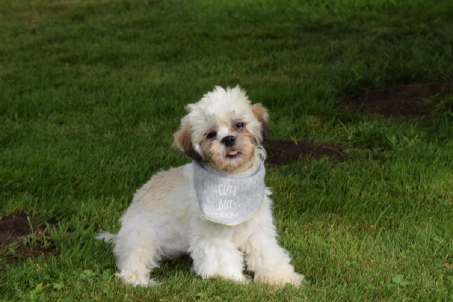 Shih Tzu (reu) 06089