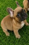 Franse bulldog nestje 