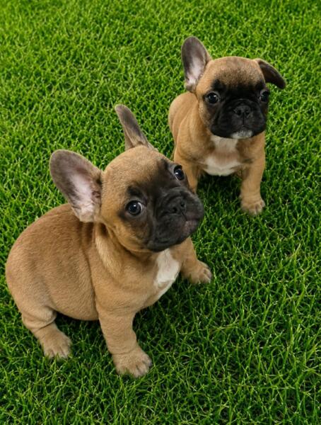 Franse bulldog nestje 