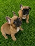 Franse bulldog nestje 
