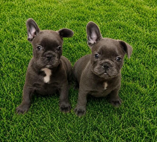 Franse bulldog nestje 