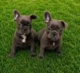 Franse bulldog nestje 