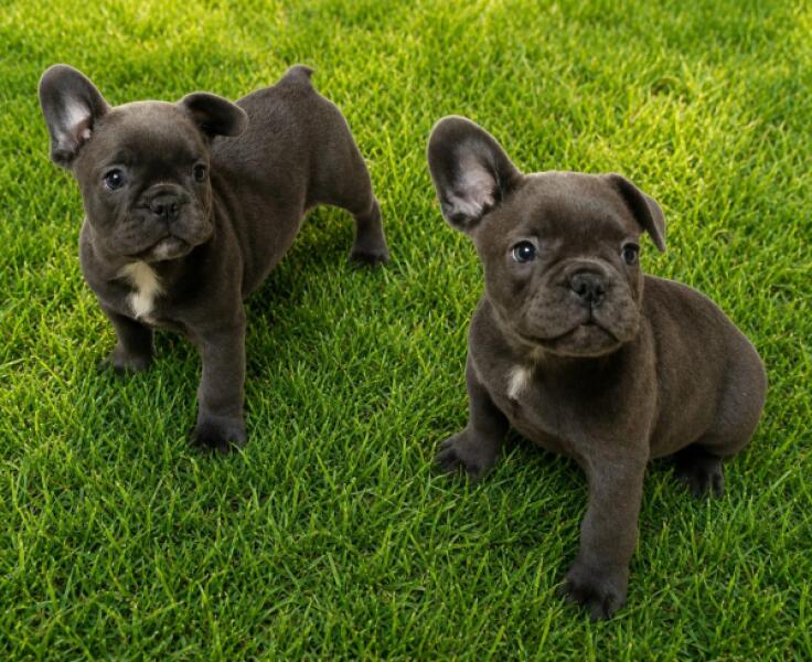 Franse bulldog nestje 