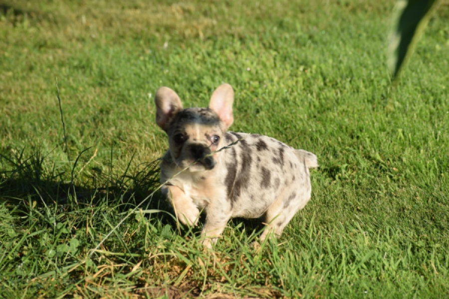 Franse bulldog (teef) 25843