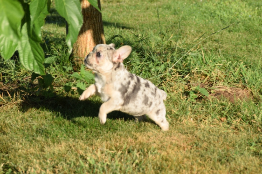 Franse bulldog (teef) 25843