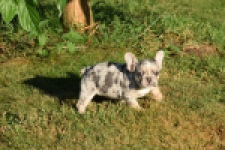 Franse bulldog (teef) 25843