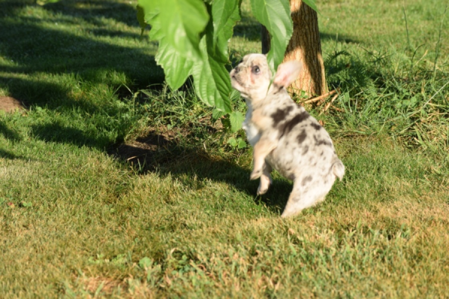 Franse bulldog (teef) 25843