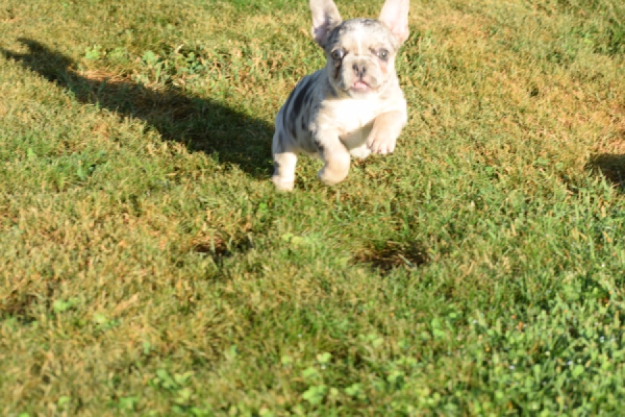 Franse bulldog (teef) 25843