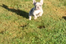 Franse bulldog (teef) 25843