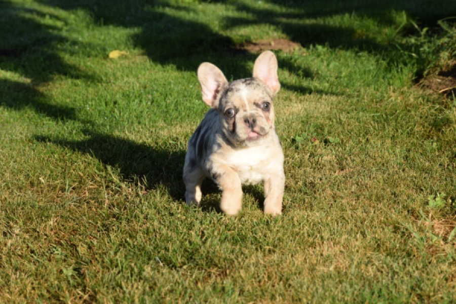 Franse bulldog (teef) 25843