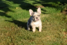 Franse bulldog (teef) 25843