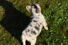 Franse bulldog (teef) 25843