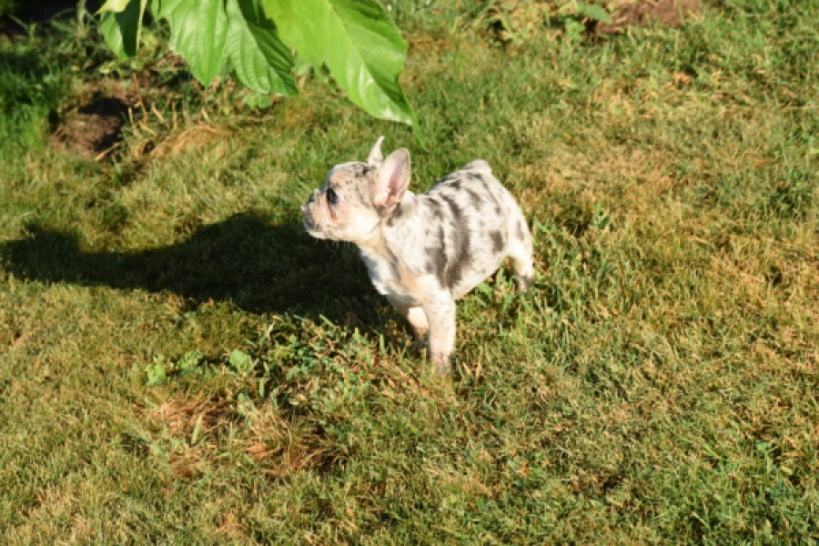 Franse bulldog (teef) 25843