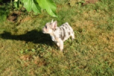 Franse bulldog (teef) 25843