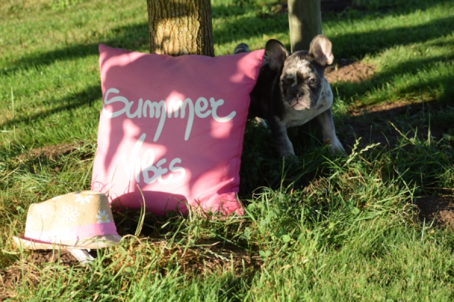 Franse bulldog (reu) 25842