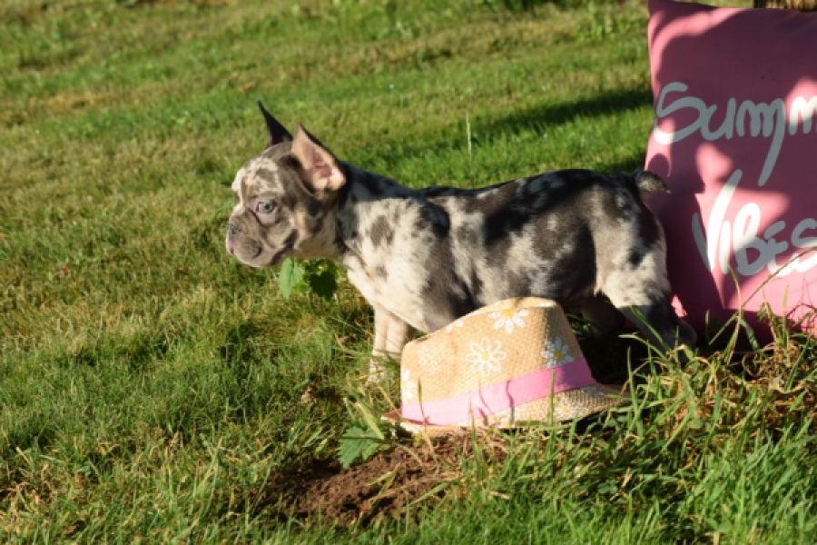 Franse bulldog (reu) 25842