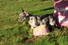 Franse bulldog (reu) 25842