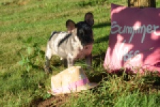 Franse bulldog (reu) 25842