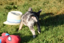 Franse bulldog (reu) 25842