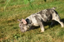 Franse bulldog (reu) 25842