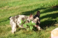 Franse bulldog (reu) 25842