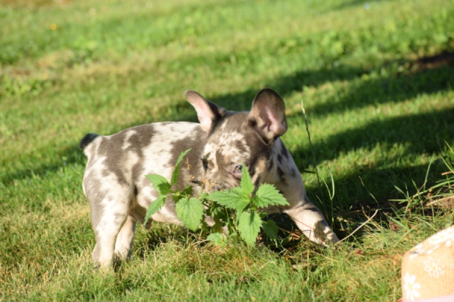 Franse bulldog (reu) 25842