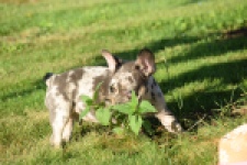 Franse bulldog (reu) 25842