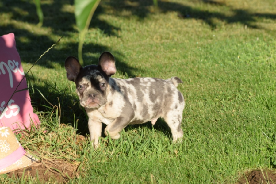 Franse bulldog (reu) 25842